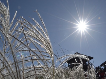Miscanthus fotók és fajok ültetési és gondozási szabadföldön (ellátás) Miscanthus fotók és fajok ültetési és gondozási szabadföldön