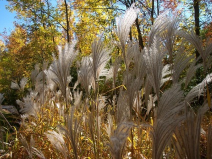 Miscanthus fotók és fajok ültetési és gondozási egy nyílt terepen (leszállás) Miscanthus fotók és fajok ültetési és gondozási szabadföldön