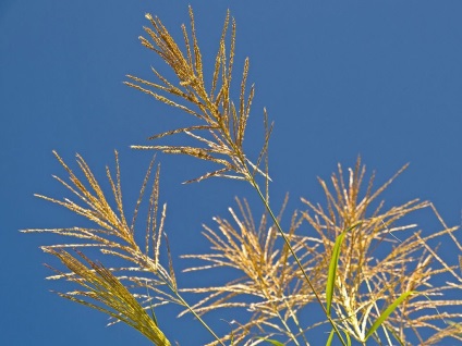 Miscanthus fotók és fajok ültetési és gondozási szabadföldön (ellátás) Miscanthus fotók és fajok ültetési és gondozási szabadföldön