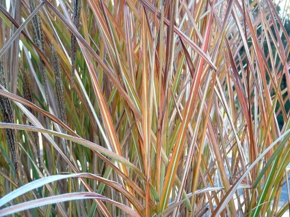 Miscanthus fotók és fajok ültetési és gondozási szabadföldön (ellátás) Miscanthus fotók és fajok ültetési és gondozási szabadföldön