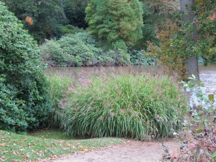 Miscanthus fotók és fajok ültetési és gondozási egy nyílt terepen (leszállás) Miscanthus fotók és fajok ültetési és gondozási szabadföldön