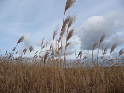Miscanthus fotók és fajok ültetési és ápolási szabadföldön (miscanthus) Miscanthus fotók és fajok ültetési és gondozási szabadföldön