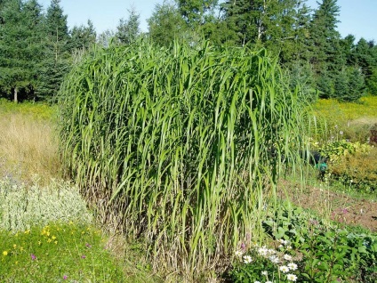 Miscanthus fotók és fajok ültetési és gondozási szabadföldön (típusú) Miscanthus fotók és fajok ültetési és gondozási szabadföldön