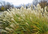 Miscanthus főbb típusai és díszítő fajták, termesztés, tenyésztés, telelő