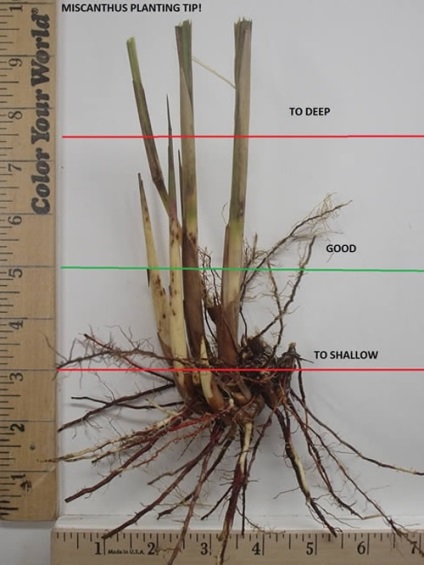 Miscanthus főbb típusai és díszítő fajták, termesztés, tenyésztés, telelő (fajta) Miscanthus főbb típusai és díszítő fajták, termesztés, tenyésztés, telelő