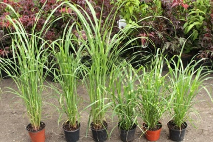 Miscanthus főbb típusai és díszítő fajták, termesztés, tenyésztés, telelő (miscanthus) Miscanthus főbb típusai és díszítő fajták, termesztés, tenyésztés, telelő