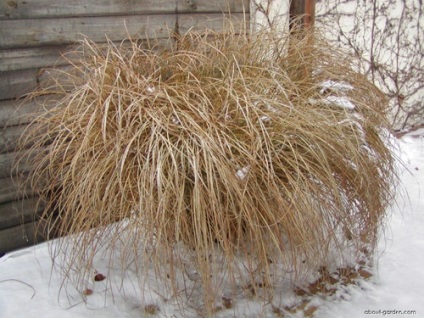 Miscanthus főbb típusai és díszítő fajták, termesztés, tenyésztés, telelő