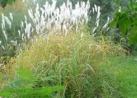 Miscanthus főbb típusai és díszítő fajták, termesztés, tenyésztés, telelő (fajta) Miscanthus főbb típusai és díszítő fajták, termesztés, tenyésztés, telelő