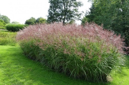 Miscanthus főbb típusai és díszítő fajták, termesztés, tenyésztés, telelő