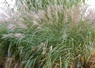 Miscanthus főbb típusai és díszítő fajták, termesztés, tenyésztés, telelő