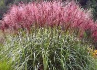 Miscanthus főbb típusai és díszítő fajták, termesztés, tenyésztés, telelő (díszítő) Miscanthus főbb típusai és díszítő fajták, termesztés, tenyésztés, telelő