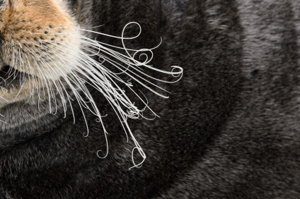 Szakállas fóka (szakállas) fotó tengeri nyúl