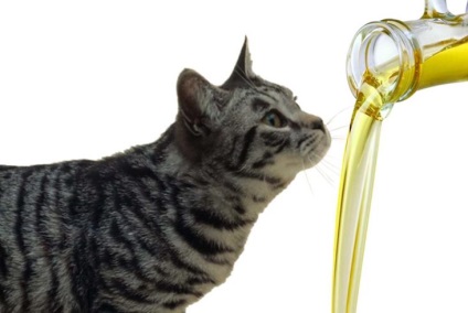 Tudna macskák olaj (folyékony paraffin, olívaolaj, vaj, stb