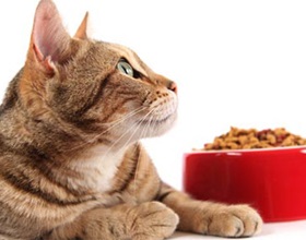 Lehet etetni macska kutyaeledel, macska és a macska