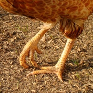 Növedékek csirkecomb, valamint, mint kezelni knemidokoptoz