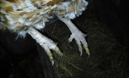 Növedékek csirke lábat, miért fordul elő, és mit kell tennie kezelésére (fotók)
