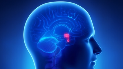 Megsértése az agyalapi mirigy - okait a tünetek, kezelési módszerek