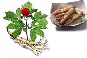 Ginseng tinktúra receptek és főzési