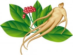 Ginseng tinktúra receptek és főzési (ginseng) Ginseng tinktúra receptek és főzési