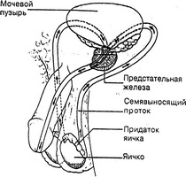 A prosztatitis stagnálás, A prosztata ultrahangja krónikus prosztatagyulladás esetén