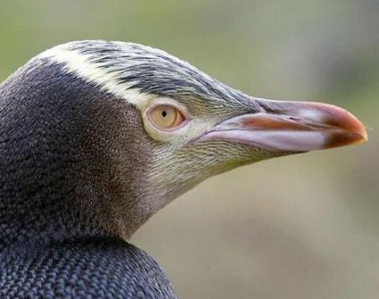 Röpképtelen madarak Penguins - víz - a forrása a szépség és fiatalság