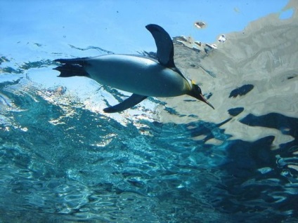 Röpképtelen madarak Penguins - víz - a forrása a szépség és fiatalság