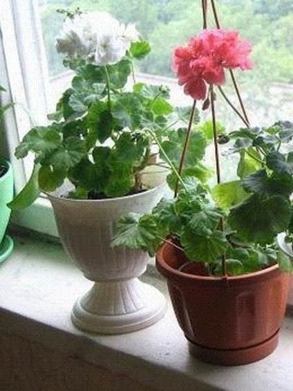 Igénytelen szobanövények típusú virágzás, virág a konyhában, hogy melyiket válassza, fotó példák