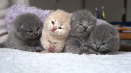 Újszülött cicák Scottish fold, fotók