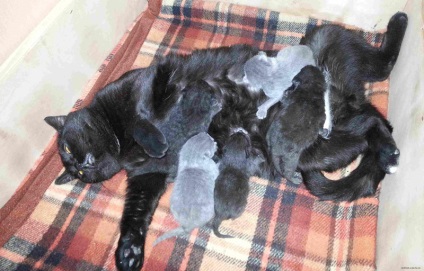 Újszülött cicák Scottish fold, fotók