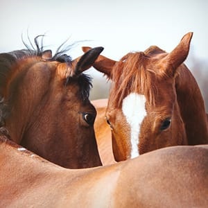 Kommunikáció a ló, lovas klub Budapesten