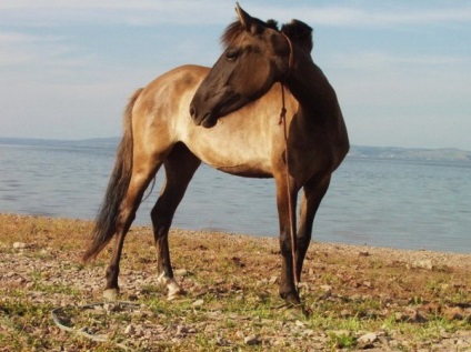 Áttekintés a ritka helyi lófajták Vyatka, Karabah, Altáj és egyéb