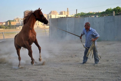 Áttekintés a ritka helyi lófajták Vyatka, Karabah, Altáj és egyéb