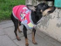 Ruházat Toy terrier