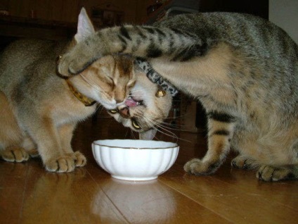 Etetés a macska (a megfelelő táplálkozás)