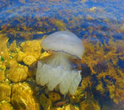 A Black Sea medúza veszélyes és hogyan kell eljárni, ha megcsípte