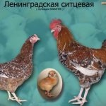 Leírás Leningrád arany szürke fajta csirkék a tulajdonos Vélemények