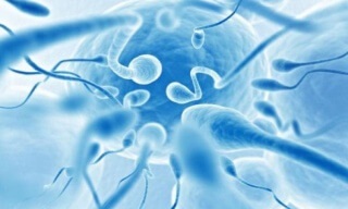 Megtermékenyítés útját a spermium a tojás