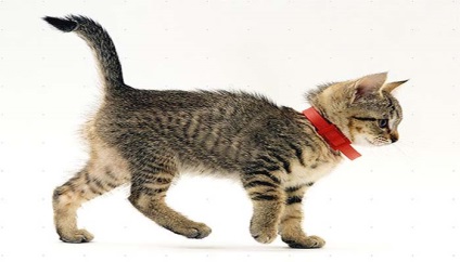 Flea nyakörvek macskák és kiscicák útmutatást, hogyan kell eljárni