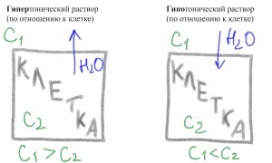 Осмос та осмотичний тиск, вчитель біології ольга Коновалова