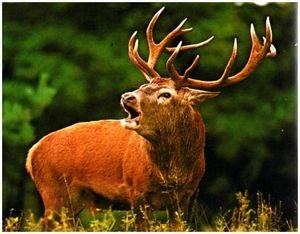 Tartalmaz egy Elk vadászik - túlélés a vad és extrém helyzetekben