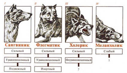 Jellemzők temperamentuma kutyák különböző fajták, egy szépségszalon háziállatok Kaluga