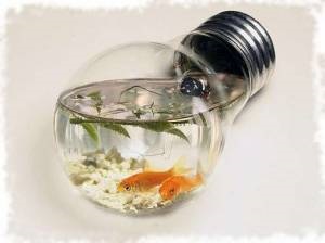 Világítás az akvárium lámpák és a választás, hogy mi a legjobb választani