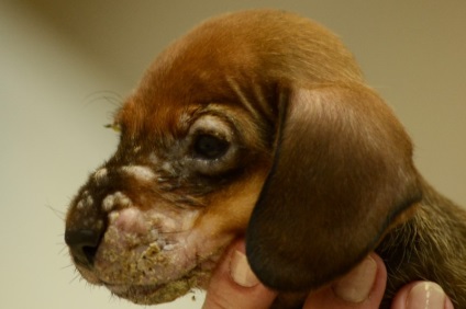 Duzzanat a pofa kutyák etiológiájú tünetek, kezelés