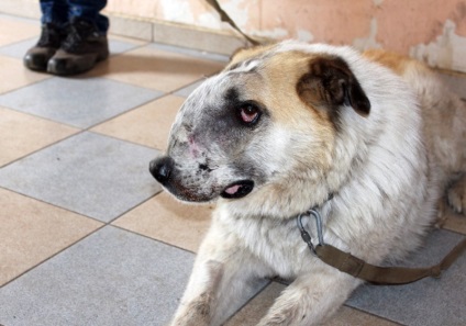 Duzzanat a pofa kutyák etiológiájú tünetek, kezelés