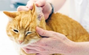 A középfülgyulladás macskák tünetei és kezelése otthon, a helyszínen „bögre”