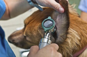 Otomycosis kutyák - kezelés, diagnózis, a tünetek a gomba okozta fülgyulladás a kutyák Moszkvában