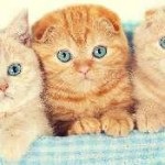 Ovariovit macskáknak véleménye, a használati utasítást, a leukémia, az ár, ivarzás, hogy a dózist,
