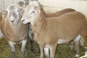 Juh- fajták, fajtiszta juhok, egy kos súlya és a hús-zsír juh magyarországi