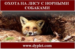 Vadászat róka kutyák üregi a tél! (Fox) Vadászat róka kutyák üregi a tél!
