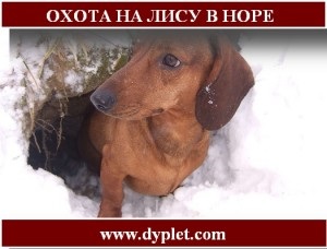 Vadászat róka kutyák üregi a tél! (Kutyák) Vadászat róka kutyák üregi a tél!